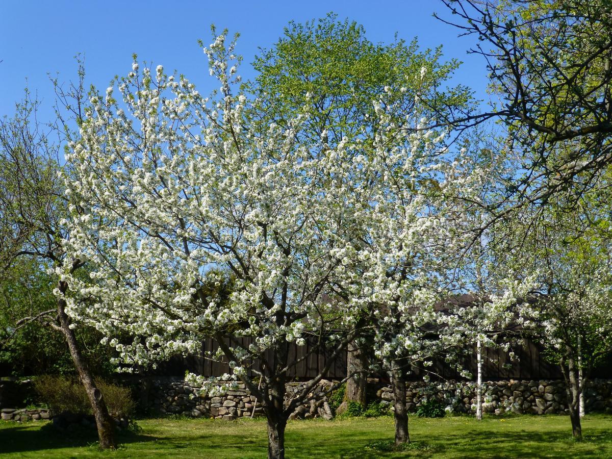 Jurna Recreation Farm Villa Upa Dış mekan fotoğraf